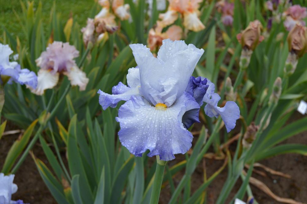 Photo of Tall Bearded Iris (Iris 'Janet Price') uploaded by KentPfeiffer