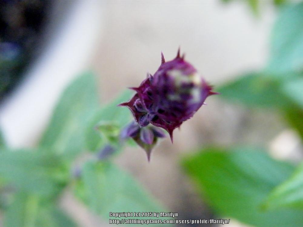 Photo of Sage (Salvia nemorosa 'Caradonna') uploaded by Marilyn