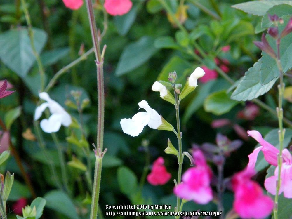 Photo of Mountain Sage (Salvia microphylla Heatwave™ Glare) uploaded by Marilyn
