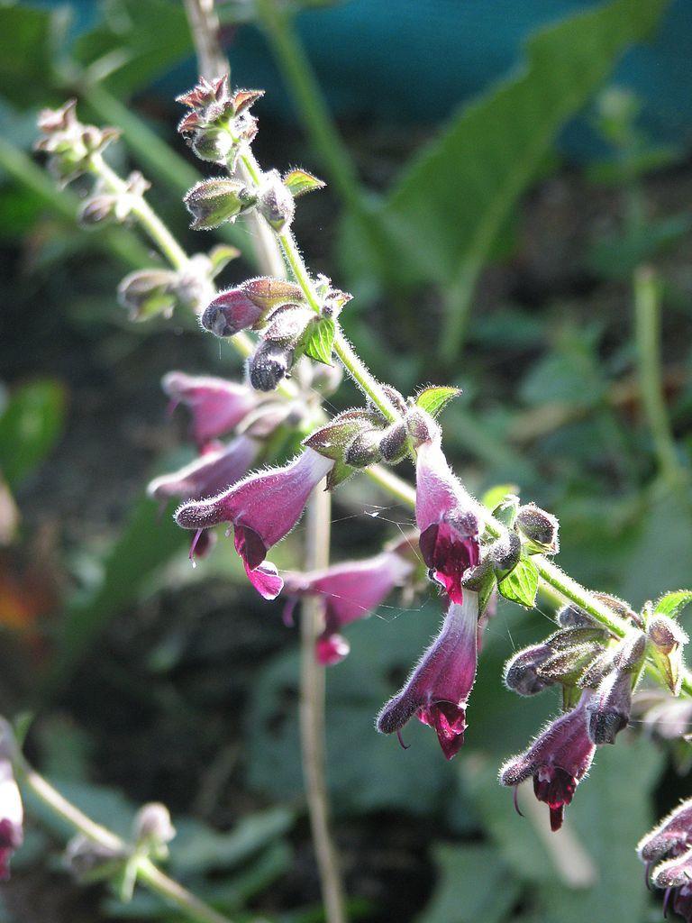 Photo of Salvia castanea uploaded by robertduval14