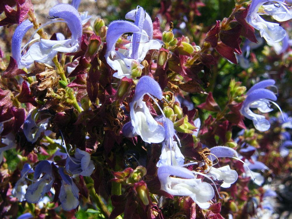 Photo of African Blue Sage (Salvia chamelaeagnea) uploaded by robertduval14