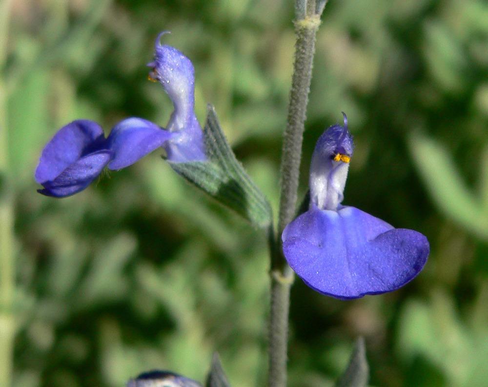 Photo of Blue Oak Sage (Salvia chamaedryoides) uploaded by robertduval14