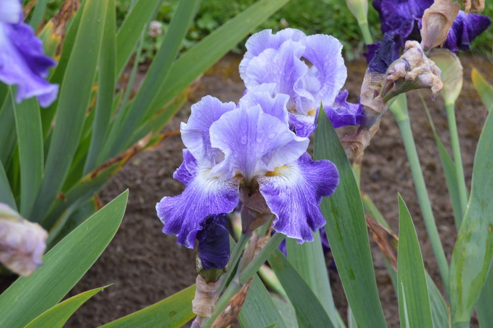Photo of Tall Bearded Iris (Iris 'Making Time') uploaded by KentPfeiffer