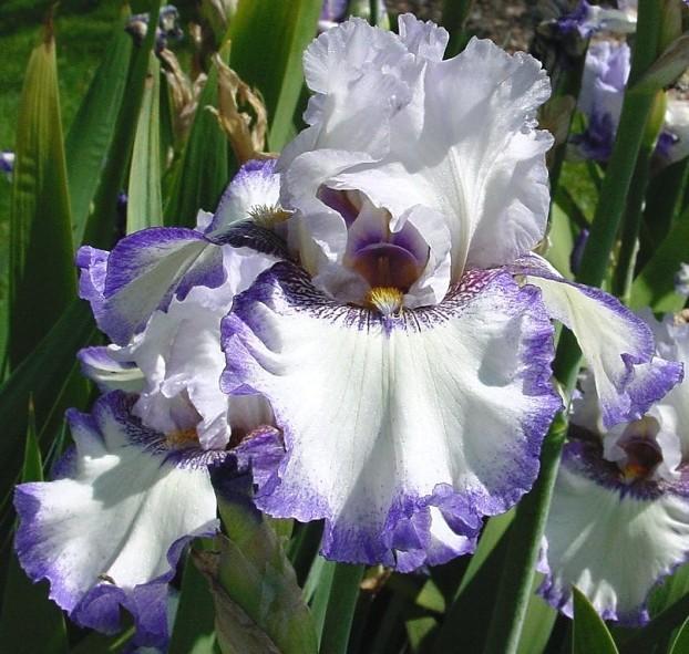 Photo of Tall Bearded Iris (Iris 'Birthday Magic') uploaded by Margiempv