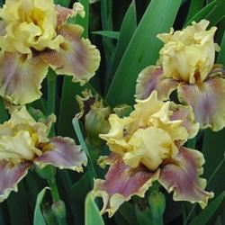 Location: My yard
Date: Spring
Grand Canyon Gold,  a clump of 4-4-4 termoinal blooms,  2007 Intr