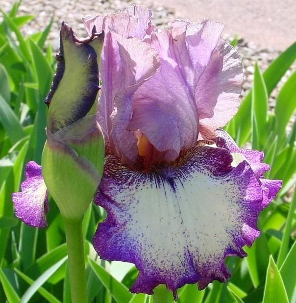 Photo of Tall Bearded Iris (Iris 'Easter Wonder') uploaded by Margiempv