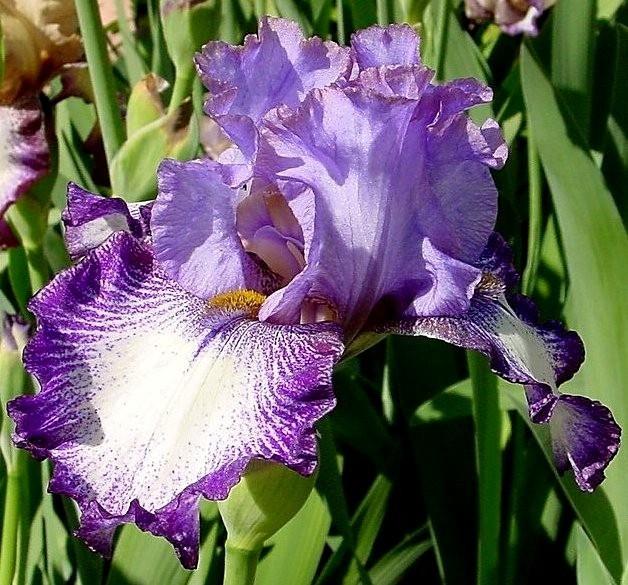 Photo of Tall Bearded Iris (Iris 'Promises Kept') uploaded by Margiempv