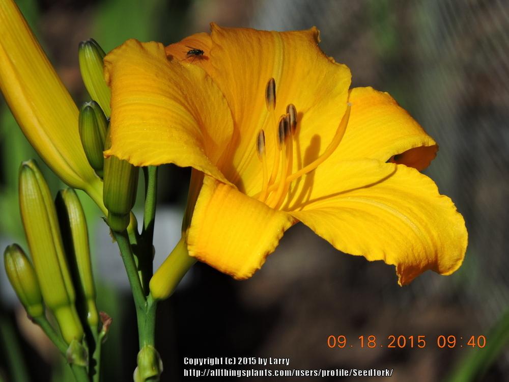 Photo of Daylily (Hemerocallis 'Buttered Popcorn') uploaded by Seedfork