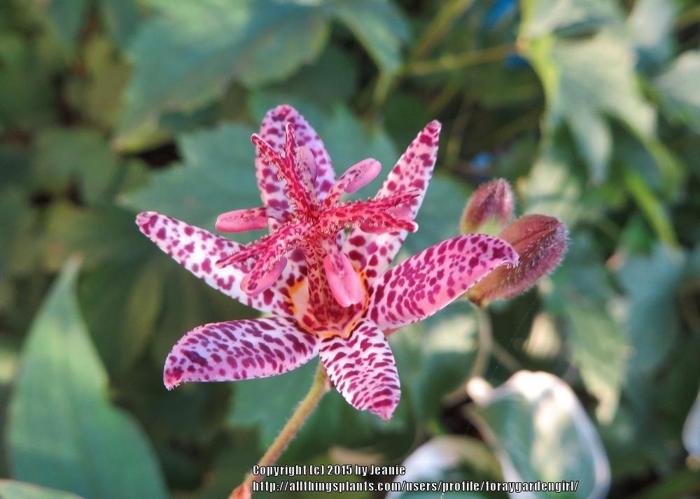 Photo of Empress Toad Lily (Tricyrtis 'Empress') uploaded by foraygardengirl