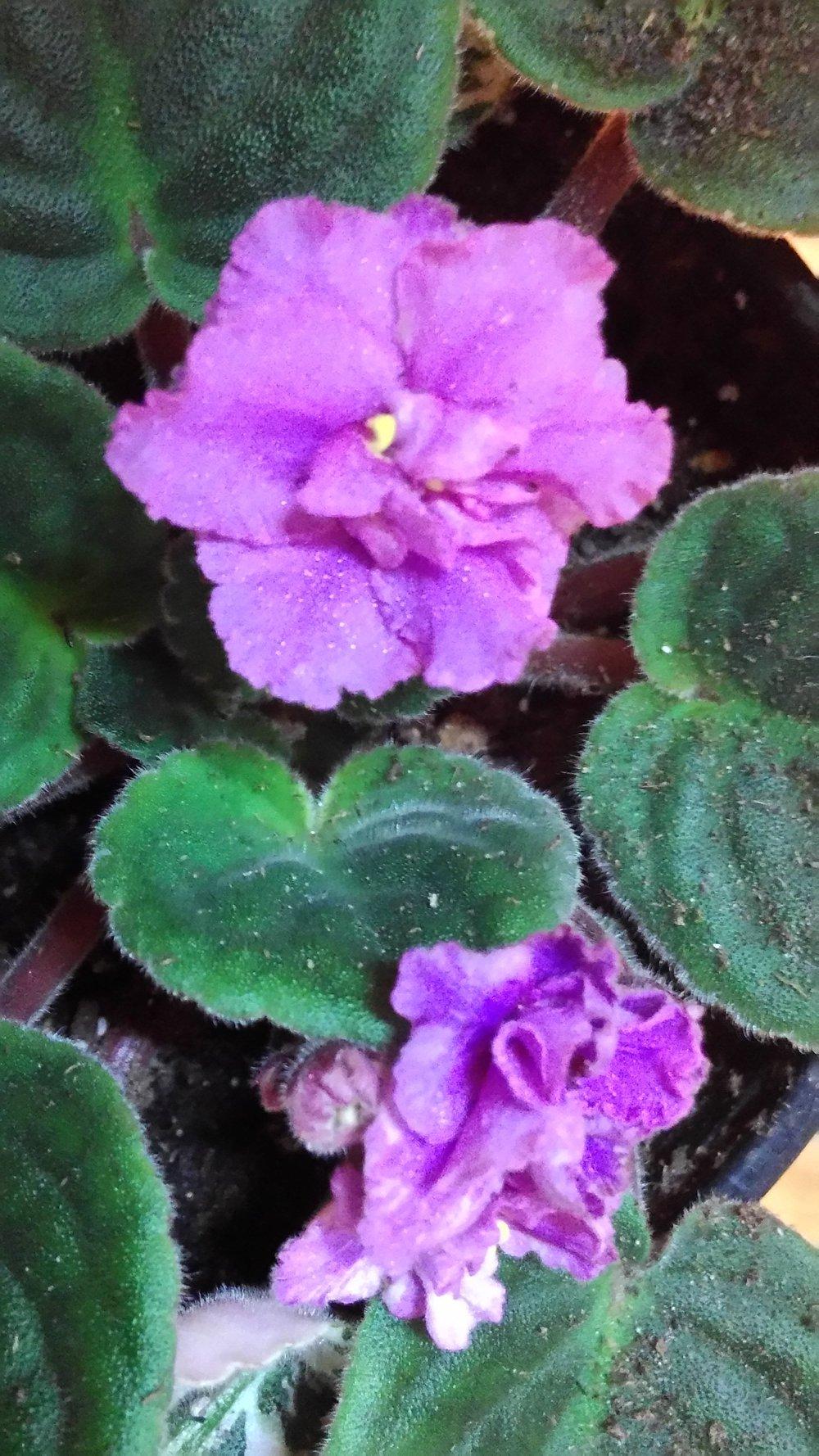 Photo of African Violet (Streptocarpus 'Festival on Ice') uploaded by texaskitty111