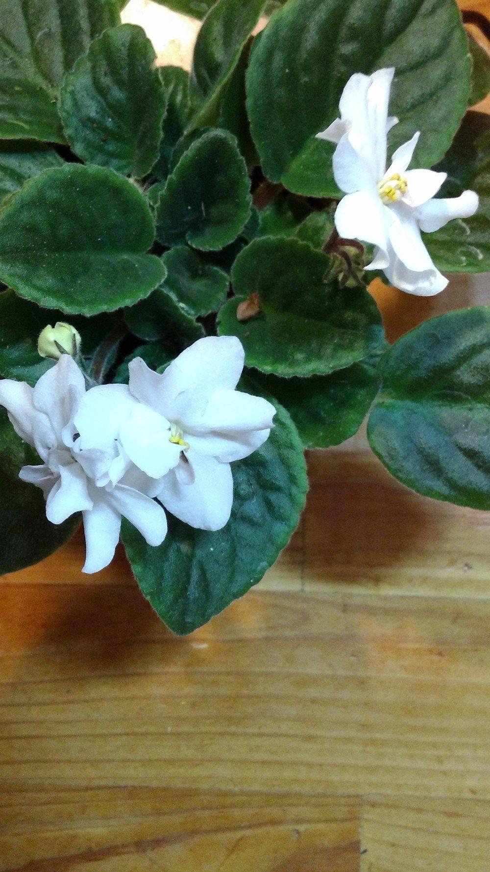 Photo of African Violet (Streptocarpus 'Sansoucy Julie Marie') uploaded by texaskitty111