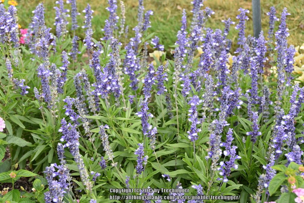 Photo of Mealy Cup Sage (Salvia farinacea Cathedral® Shining Seas) uploaded by treehugger