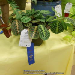 Location: Austin ,TX
Date: June
Three varieties, won first prize and green thumb (95 or more poin