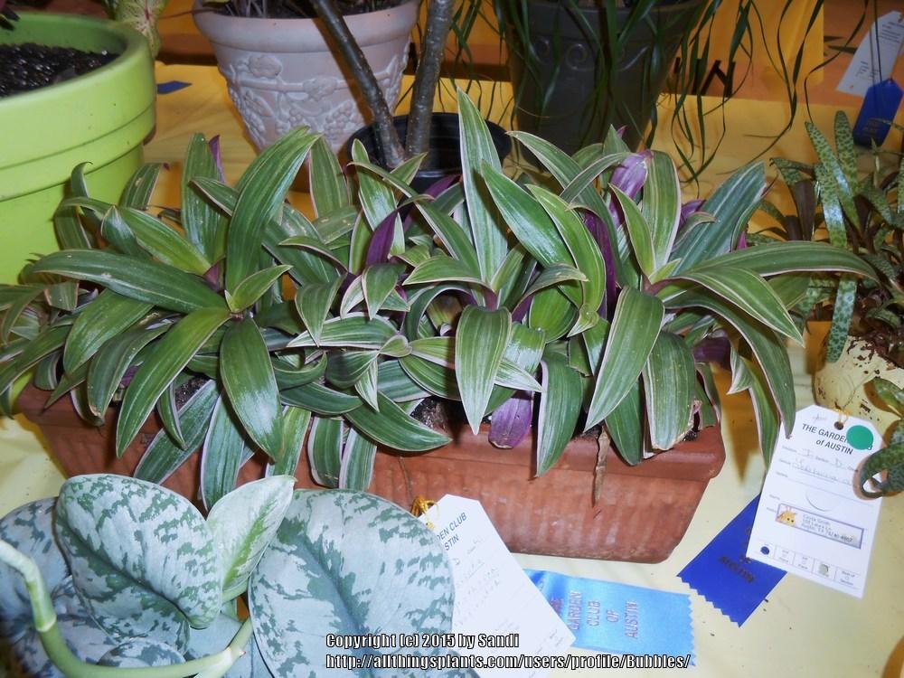 Photo of Variegated Oyster Plant (Tradescantia spathacea 'Sitara') uploaded by Bubbles