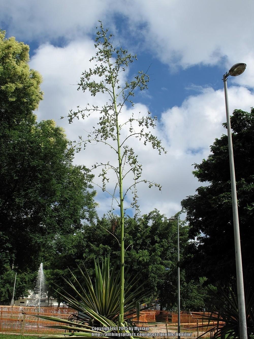 Photo of Sword Lily (Furcraea selloana) uploaded by bonitin