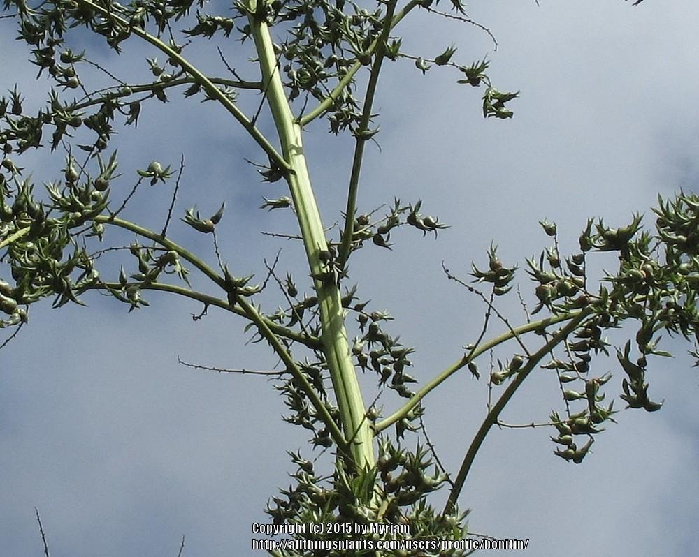 Photo of Sword Lily (Furcraea selloana) uploaded by bonitin