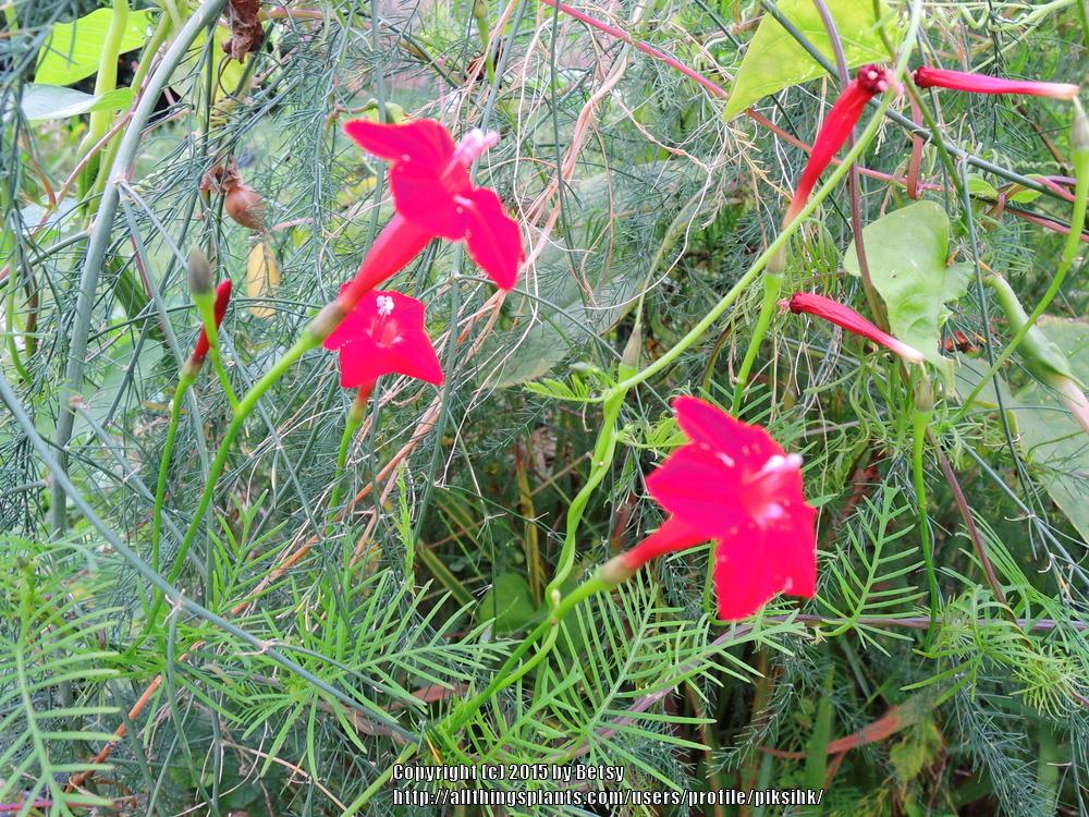 Photo of Cypress Vine (Ipomoea quamoclit) uploaded by piksihk