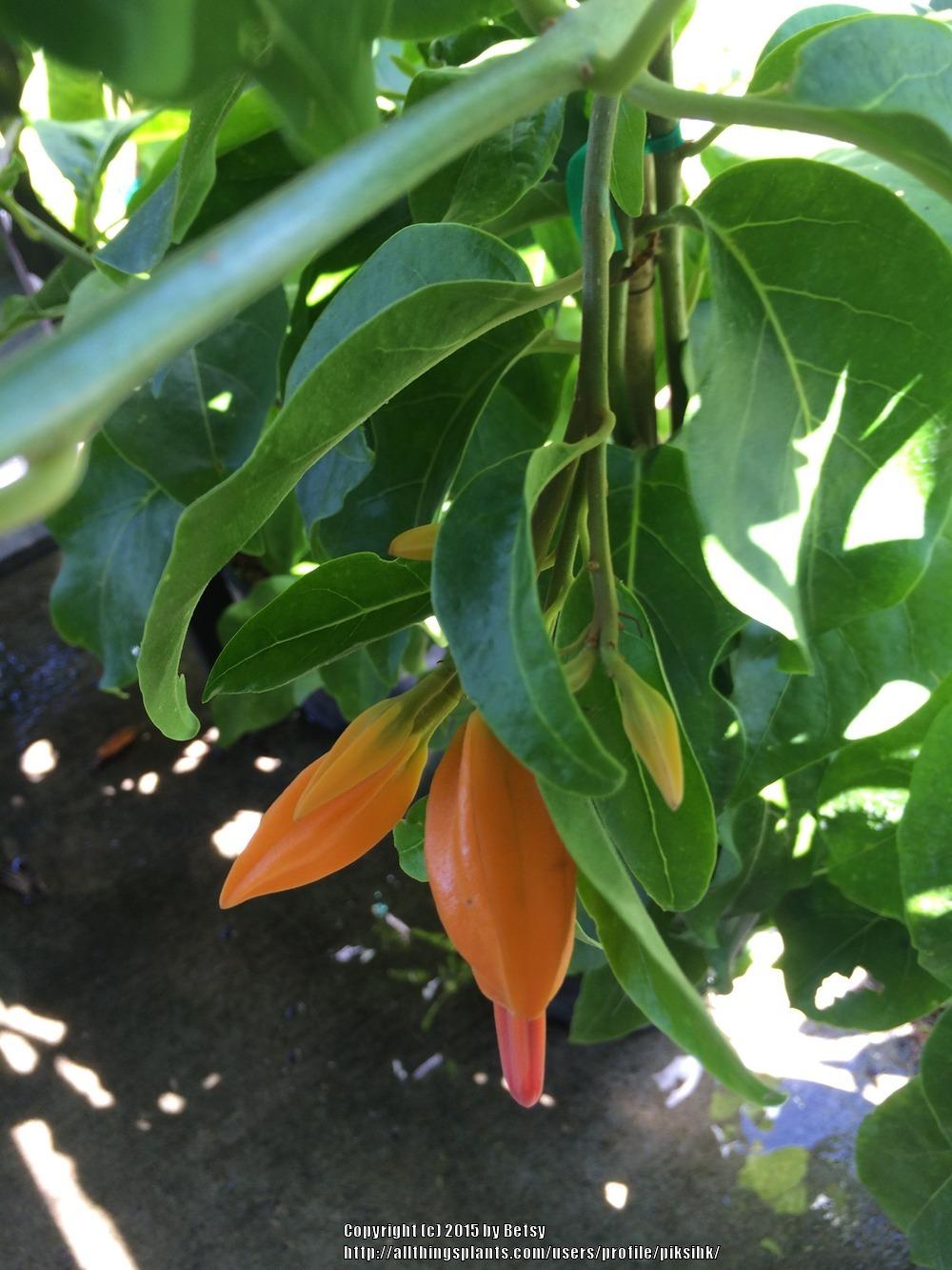 Photo of Gold Finger Plant (Juanulloa mexicana) uploaded by piksihk