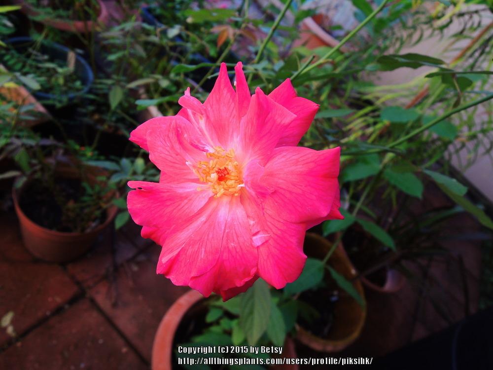 Photo of Rose (Rosa 'Vincent Godsiff') uploaded by piksihk
