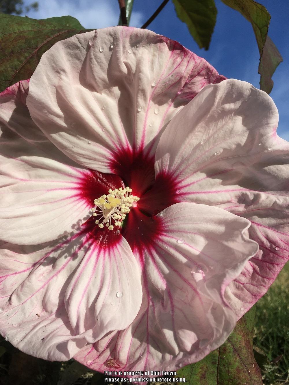 Photo of Hybrid Hardy Hibiscus (Hibiscus Summerific™ Cherry Cheesecake) uploaded by clintbrown