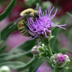 Location: My Garden, Utah
Date: 2015-08-25
#Pollination