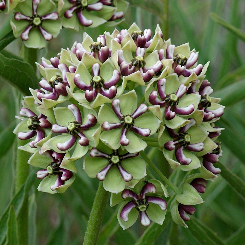 Photo of Antelope Horns (Asclepias asperula) uploaded by dirtdorphins