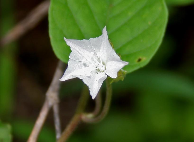 Photo of Mauve Clustervine (Jacquemontia paniculata) uploaded by greene