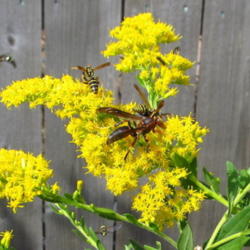 Location: central Illinois
Date: 2015-09-17
Pollinators