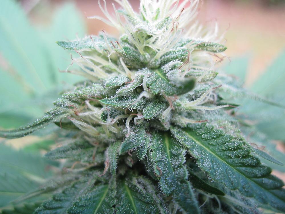 Photo of Marijuana (Cannabis sativa subsp. indica) uploaded by robertduval14