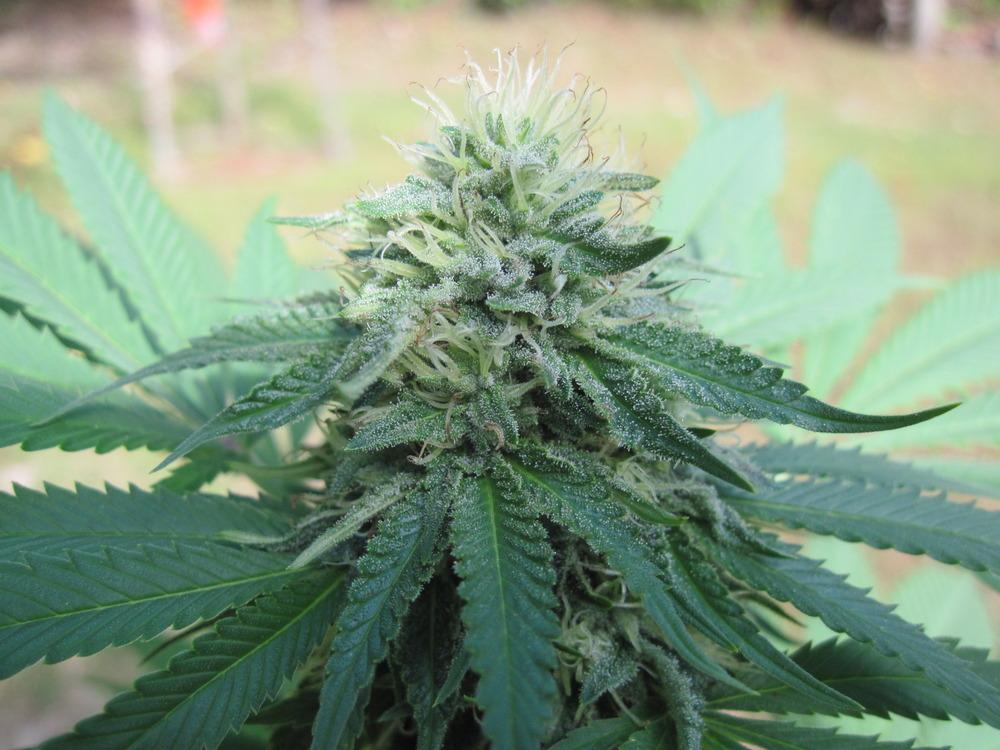 Photo of Marijuana (Cannabis sativa subsp. indica) uploaded by robertduval14