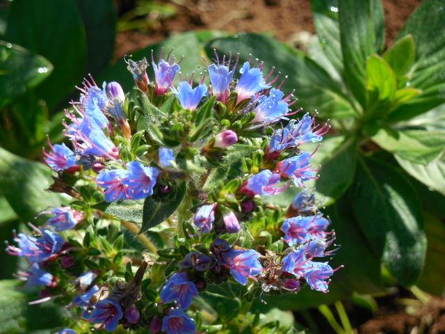 Photo of Viper's Bugloss (Echium vulgare) uploaded by wcgypsy