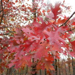 Location: Northeastern, Texas
Date: 2011-12-05
Fall color