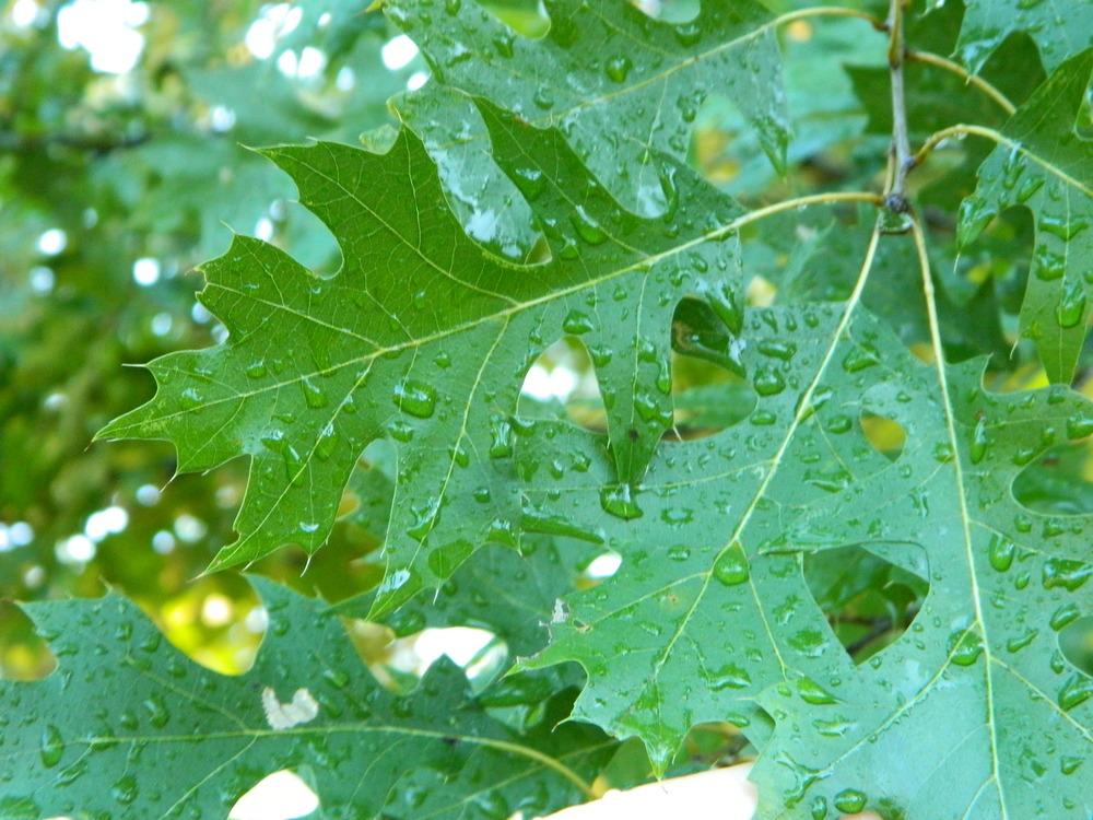 Photo of Texas Red Oak (Quercus buckleyi) uploaded by wildflowers