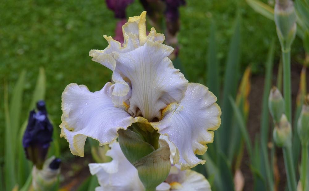 Photo of Tall Bearded Iris (Iris 'Pewter and Gold') uploaded by KentPfeiffer
