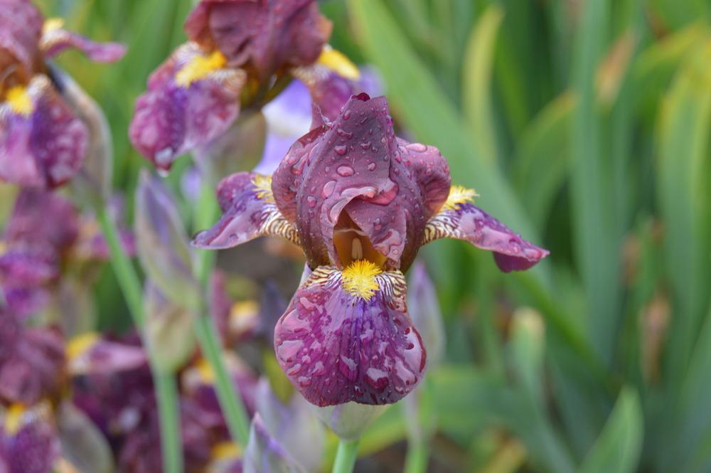 Photo of Miniature Tall Bearded Iris (Iris 'Ozark Charmer') uploaded by KentPfeiffer