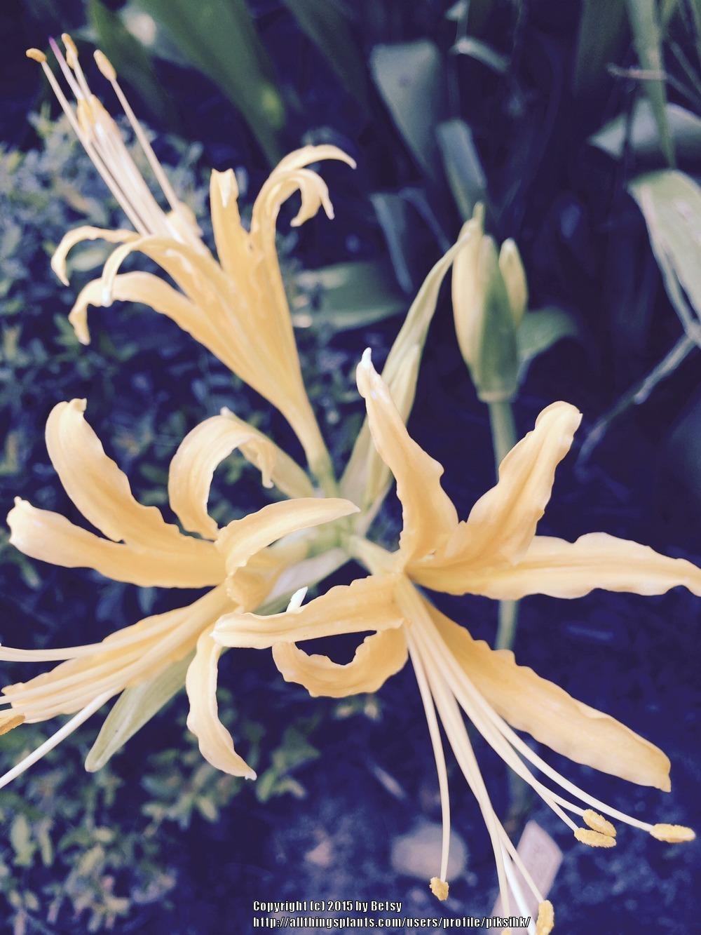 Photo of Golden Spider Lily (Lycoris chinensis) uploaded by piksihk