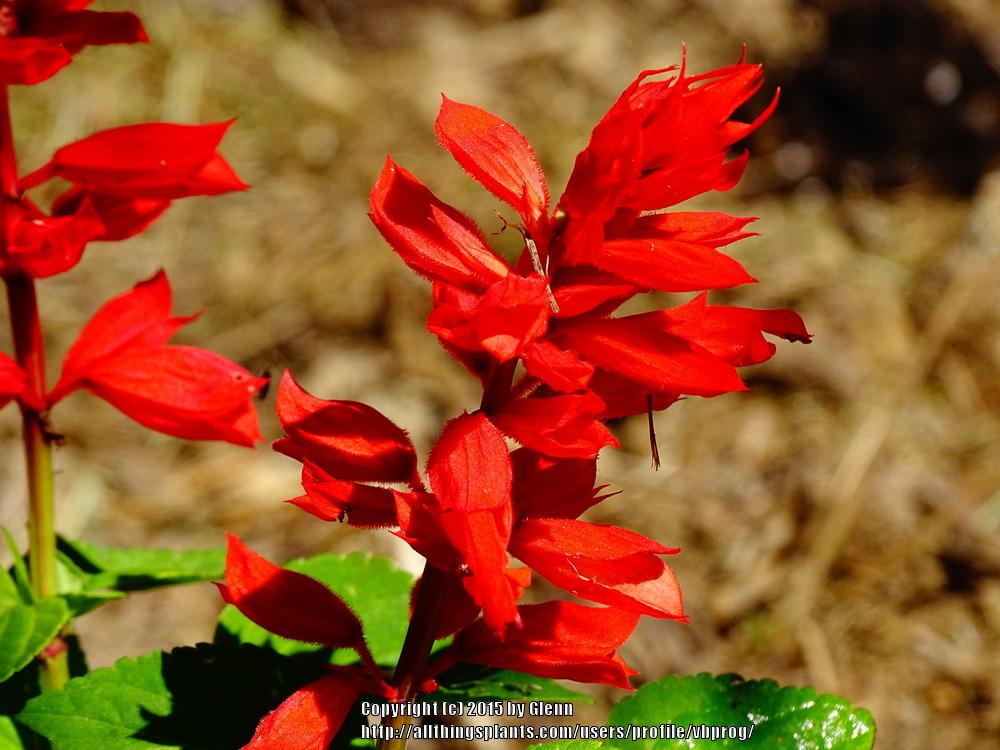 Photo of Scarlet Sage (Salvia splendens 'St. John's Fire') uploaded by vbprog