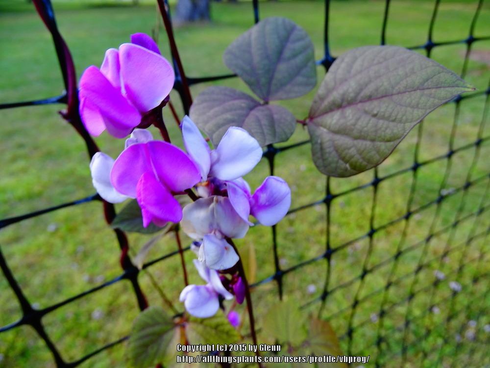 Photo of Purple Hyacinth Bean (Lablab purpureus) uploaded by vbprog