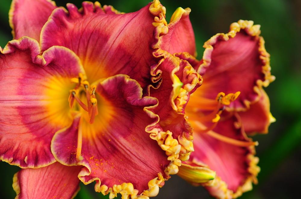 Photo of Daylily (Hemerocallis 'Mineral Springs') uploaded by Pat236