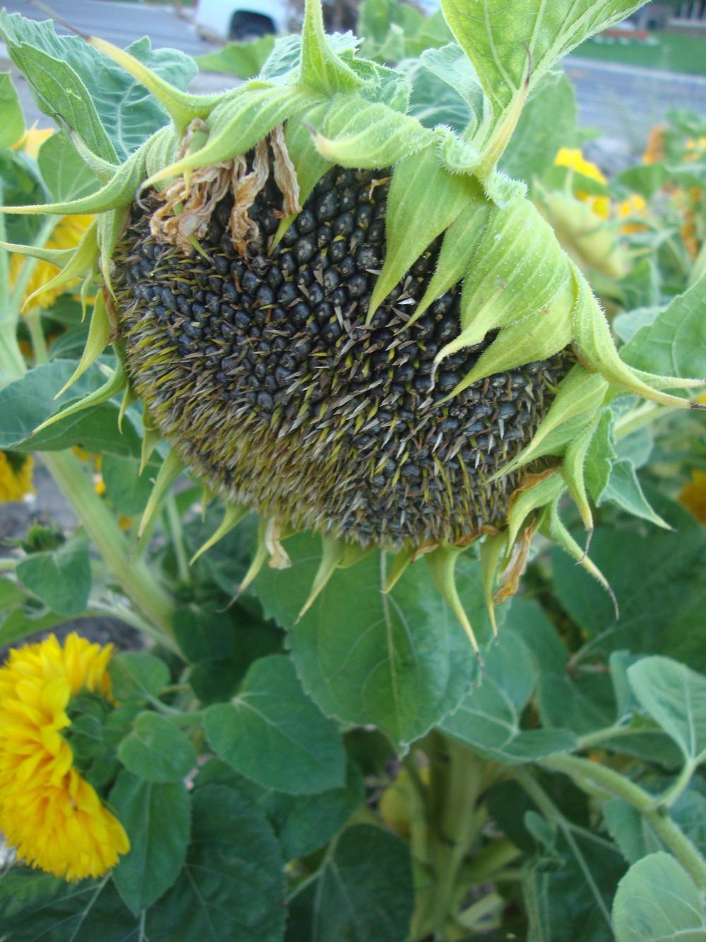 Photo of Dwarf Sunflower (Helianthus annuus 'Teddy Bear') uploaded by Paul2032