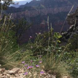 Location: Grand Canyon NP,  Arizona
Date: August 2015
Purple Aster blooms while looking into the Grand Canyon.