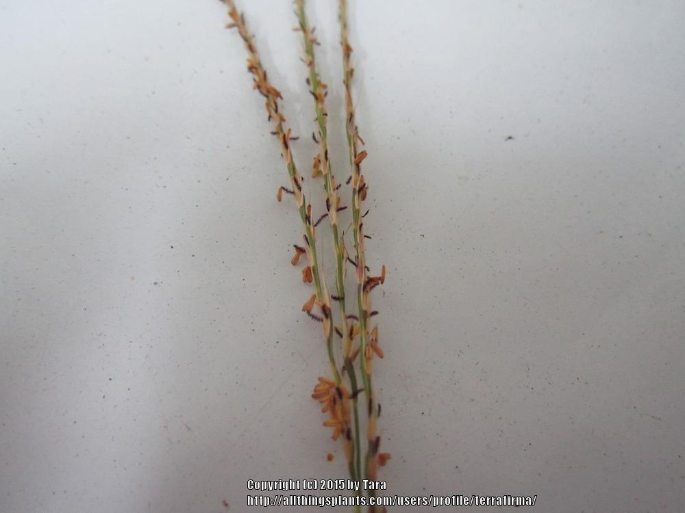 Photo of Zebra Grass (Miscanthus sinensis 'Zebrinus') uploaded by terrafirma