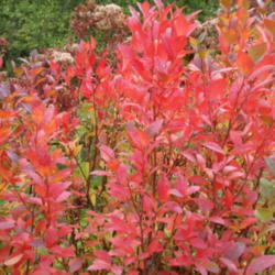 Location: Cedarhome, Washington
Date: 2009-10-18
Fall color