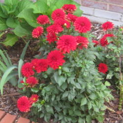Location: Concord, NC zone 7
Date: 2015-09-23
My $3 sale plant from Lowe's.  Labeled "Dahlia hybrid."  This ove