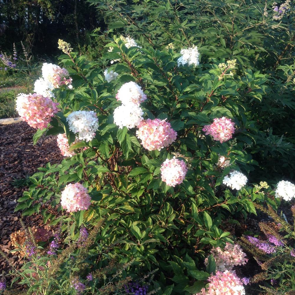 Photo of Panicle Hydrangea (Hydrangea paniculata First Editions® Vanilla Strawberry™) uploaded by csandt