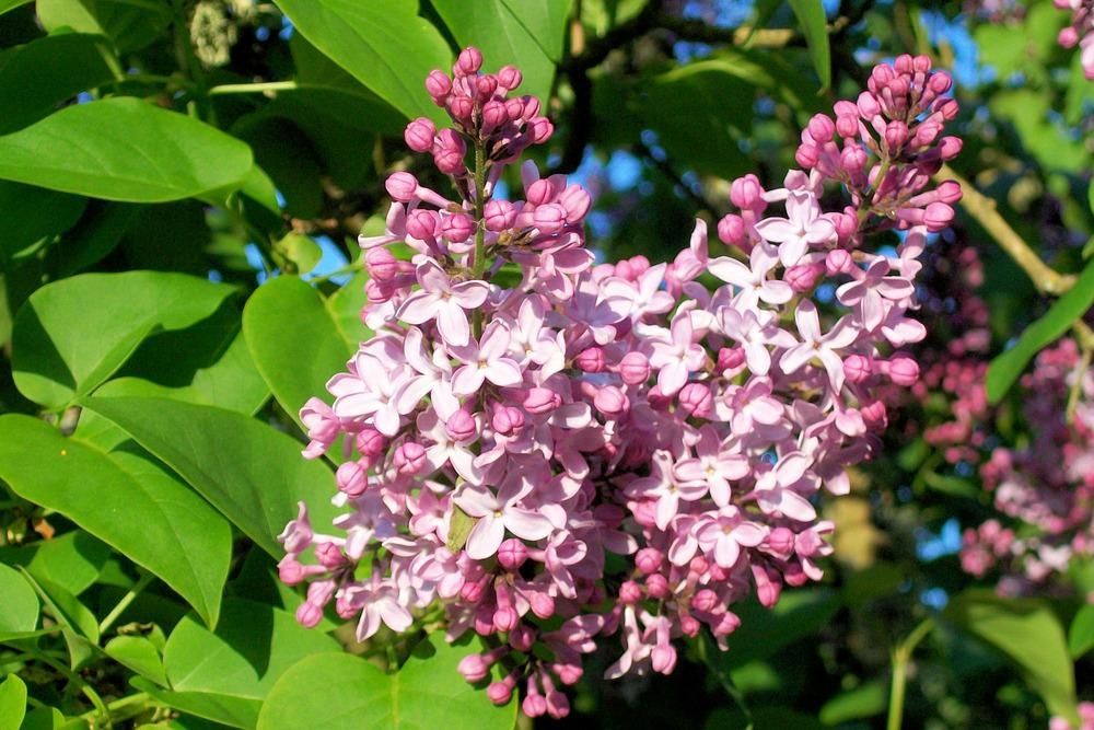 Photo of Lilac (Syringa x hyacinthiflora 'Lavender Lady') uploaded by Bonehead