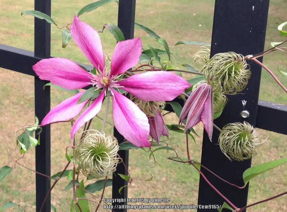 Photo of Clematis Liberation™ uploaded by Cem9165