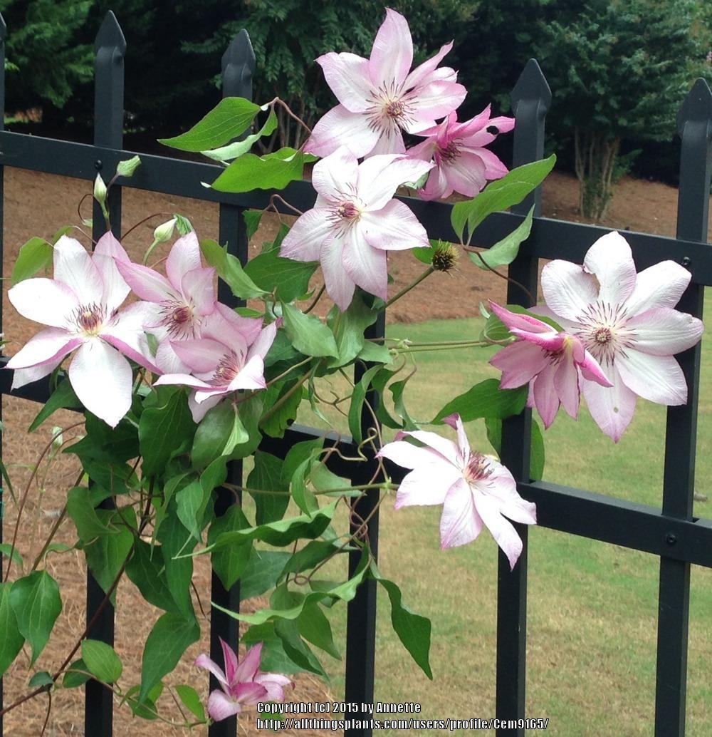 Photo of Clematis 'Omoshiro' uploaded by Cem9165