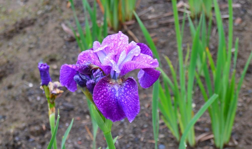 Photo of Siberian Iris (Iris 'Roaring Jelly') uploaded by KentPfeiffer