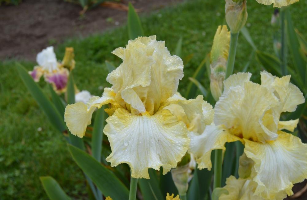 Photo of Tall Bearded Iris (Iris 'Rocky Brook Lady') uploaded by KentPfeiffer